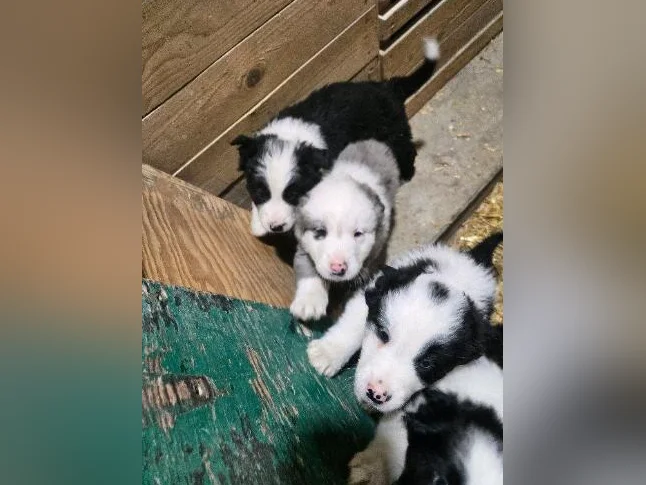 chiot border collie x berger australien