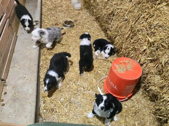 chiot border collie x berger australien thumbnail 2