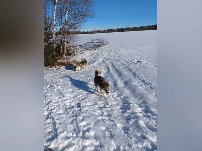 2 chiens de traineau a donner thumbnail 2