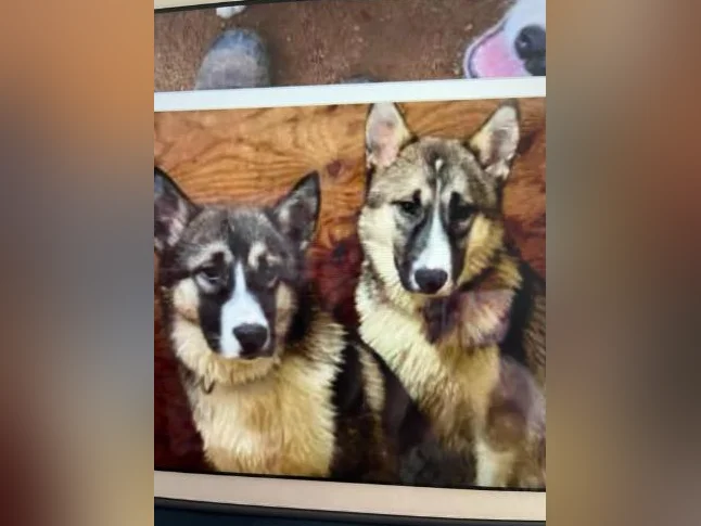 2 chiens de traineau a donner thumbnail 3
