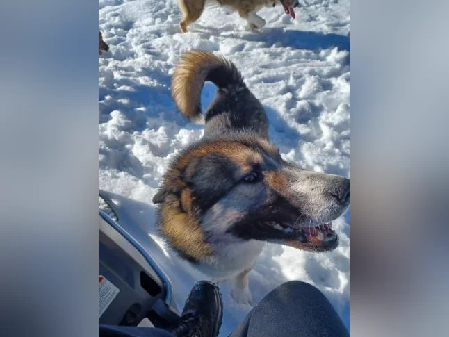 2 chiens de traineau a donner