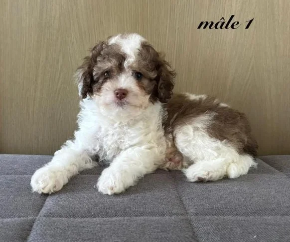 Chiot cockapoo thumbnail 3