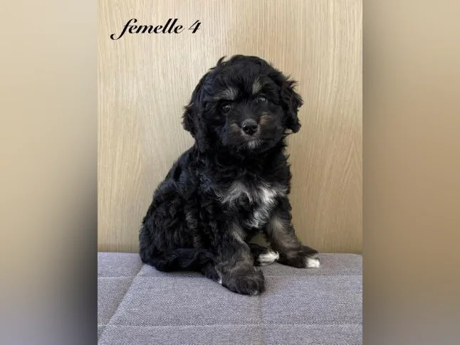 Chiot cockapoo thumbnail 6