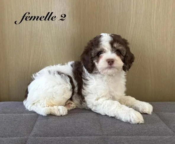 Chiot cockapoo