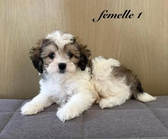 Chiot cockapoo thumbnail 2