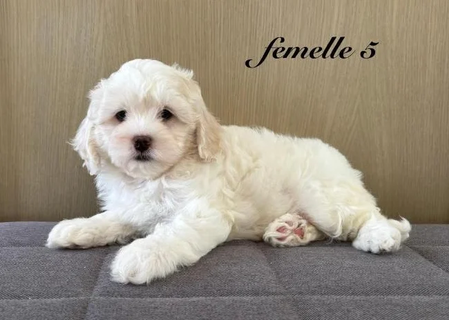 Chiot cockapoo thumbnail 7