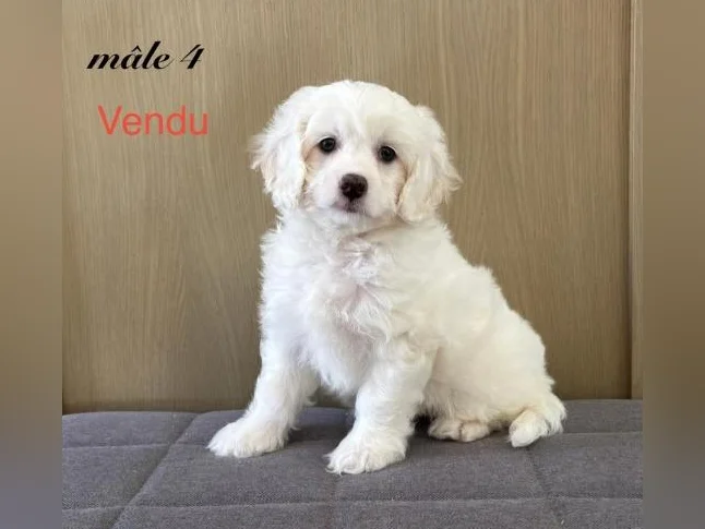 Chiot cockapoo thumbnail 9