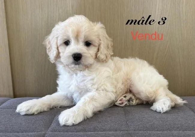 Chiot cockapoo thumbnail 8