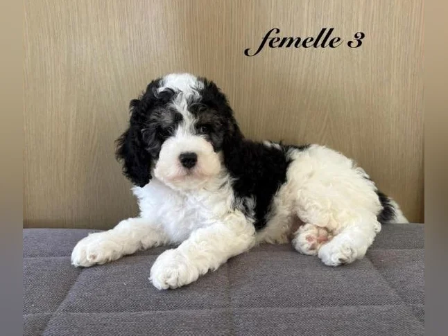Chiot cockapoo thumbnail 5