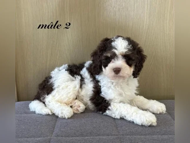 Chiot cockapoo thumbnail 4