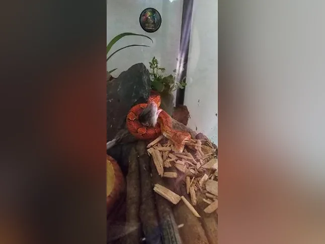 Cornsnake 3ans tout équipé