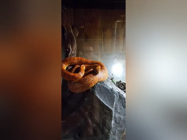 Cornsnake 3ans tout équipé thumbnail 2