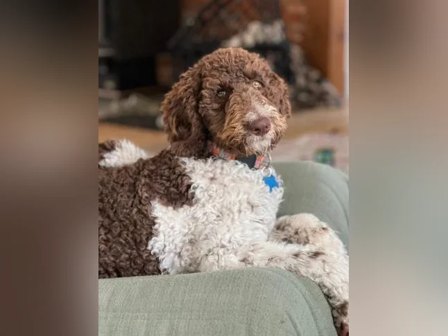 Goldendoodle
