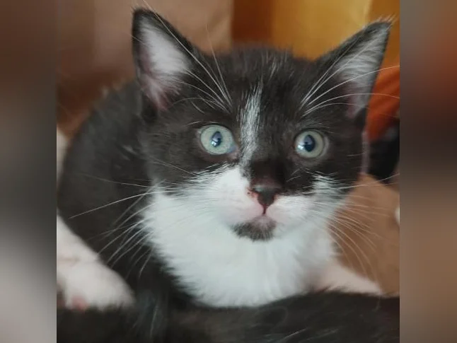 🐱 Magnifiques chatons prêts à adopter (mâles et femelles) thumbnail 2