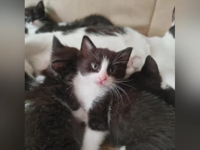 🐱 Magnifiques chatons prêts à adopter (mâles et femelles) thumbnail 4