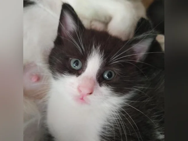 🐱 Magnifiques chatons prêts à adopter (mâles et femelles)