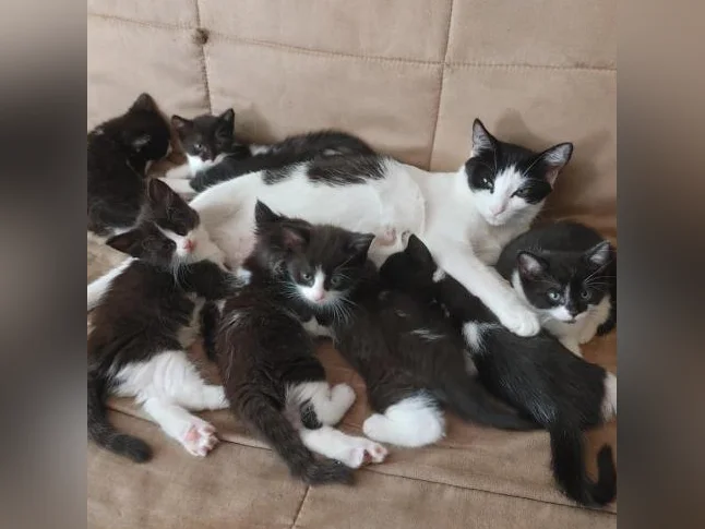 🐱 Magnifiques chatons prêts à adopter (mâles et femelles) thumbnail 6