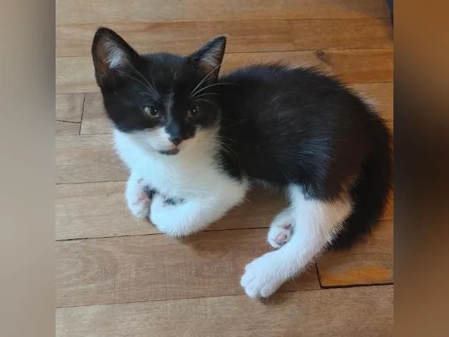 🐱 Magnifiques chatons prêts à adopter (mâles et femelles) thumbnail 3