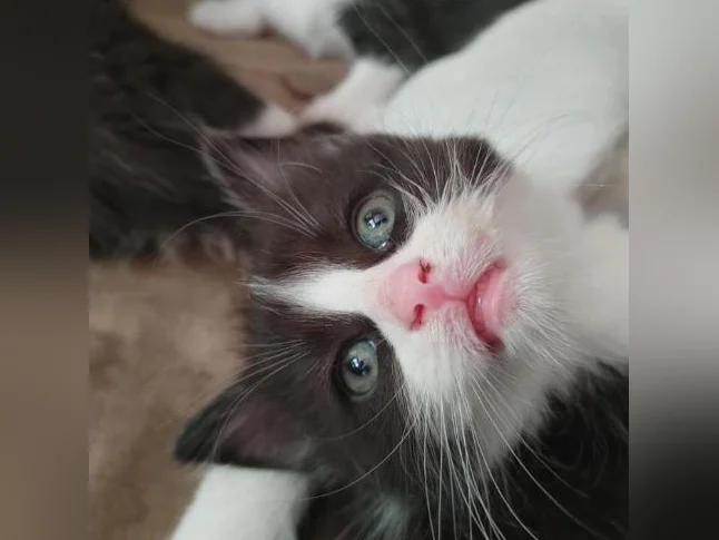 🐱 Magnifiques chatons prêts à adopter (mâles et femelles) thumbnail 5
