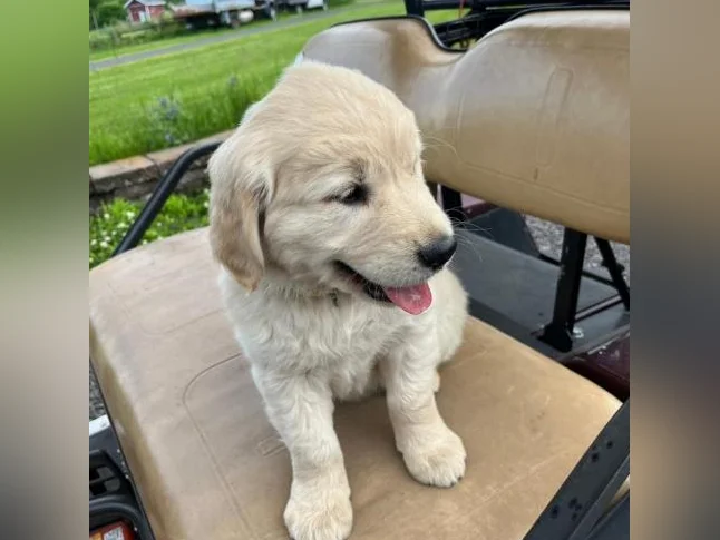 Goldens retrievers blanc doré pure race
