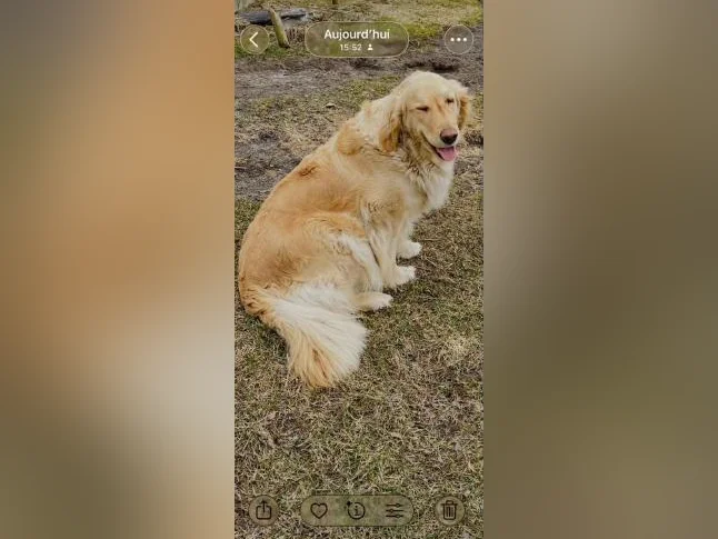 Goldens retrievers blanc doré pure race thumbnail 2