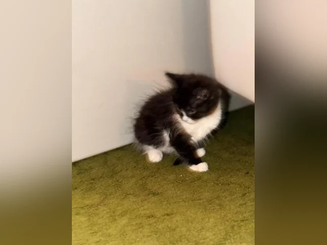 Chatton femelle