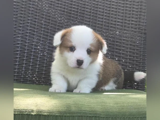 Chiots Corgi pembrooke Welsh