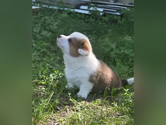 Chiots Corgi pembrooke Welsh thumbnail 4