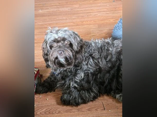 COCKAPOO thumbnail 5
