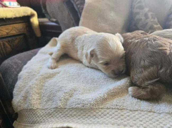 COCKAPOO thumbnail 3