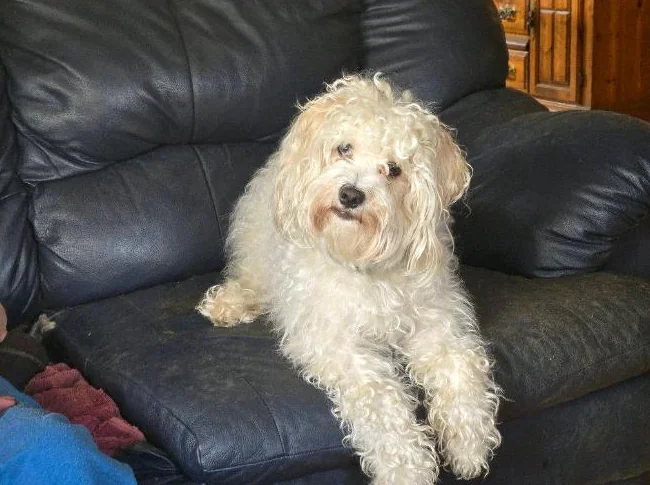 COCKAPOO thumbnail 6