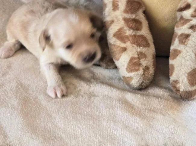 COCKAPOO thumbnail 2