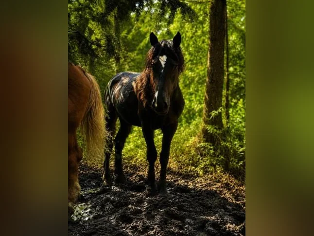 Percheron thumbnail 3
