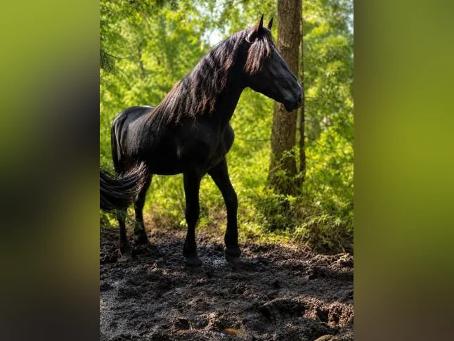 Percheron