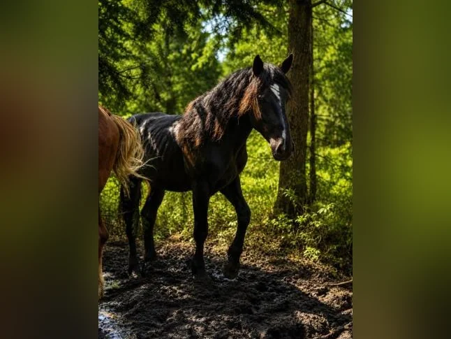 Percheron thumbnail 2