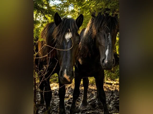 Percheron thumbnail 6