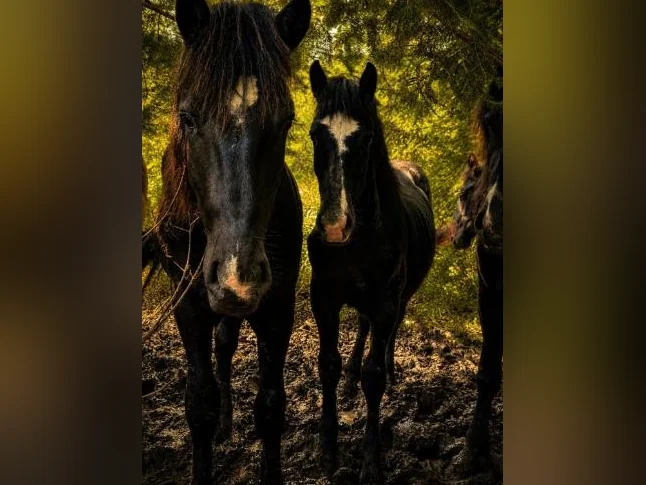Percheron thumbnail 8
