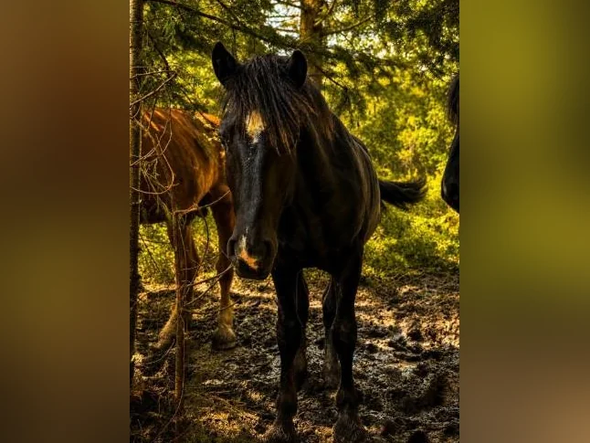 Percheron thumbnail 7