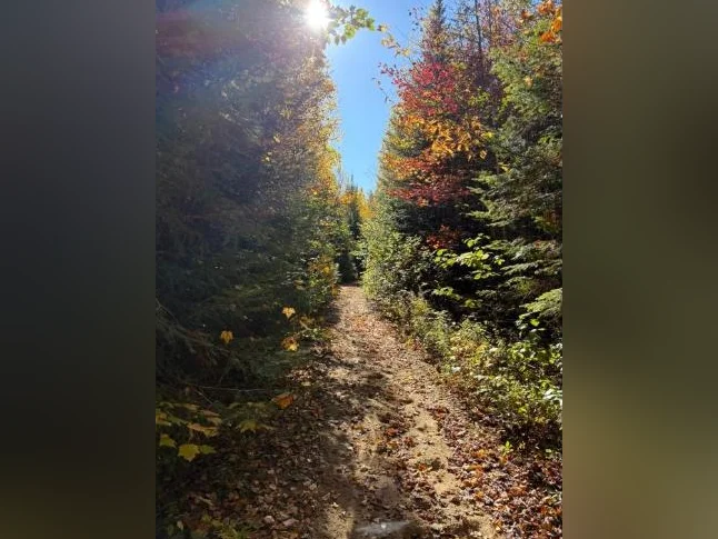 Projet de chalets à louer ( Saint-Donat, près du Parc Tremblant) thumbnail 6