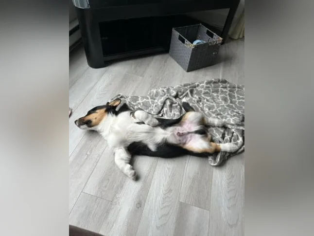 Chiot Corgi de presque 4 mois