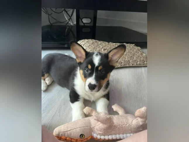 Chiot Corgi de presque 4 mois thumbnail 2