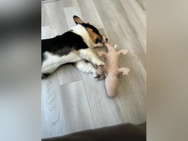Chiot Corgi de presque 4 mois thumbnail 4
