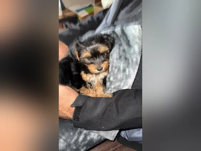 Morkie femelle thumbnail 5