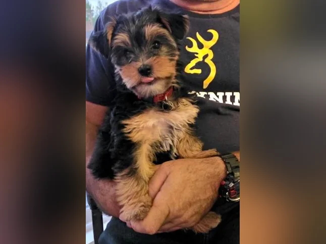 Morkie femelle
