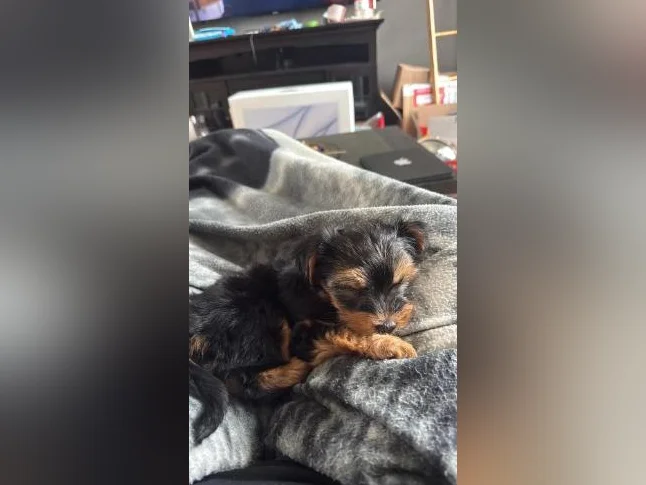 Morkie femelle thumbnail 6