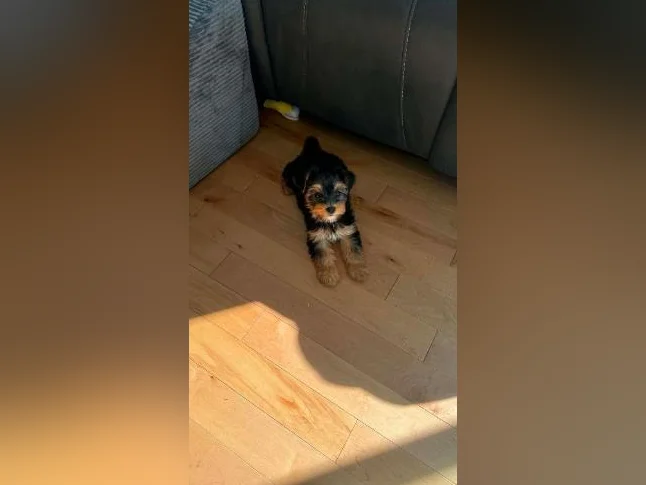 Morkie femelle thumbnail 4