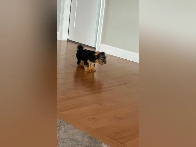 Morkie femelle thumbnail 3