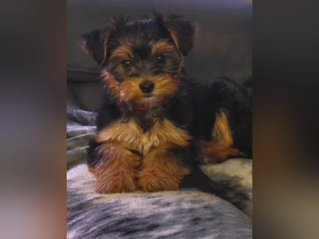 Morkie femelle thumbnail 2
