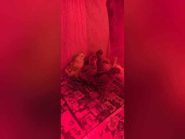 Poussin brahma x. Ameraucana x thumbnail 4