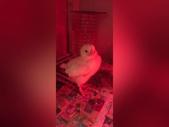 Poussin brahma x. Ameraucana x thumbnail 3